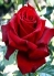 Троянда чайно-гібридна Бургунд (Burgund) - купити з доставкою по Україні,  ціна в — Яскрава Клумба